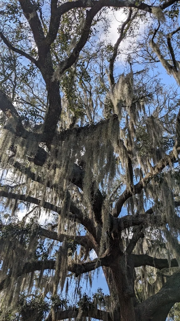 Quercus Virginiana