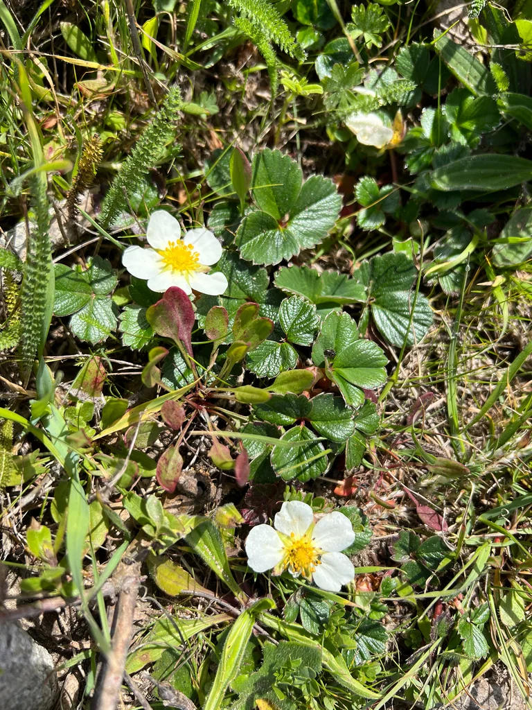 Fragaria chiloensis