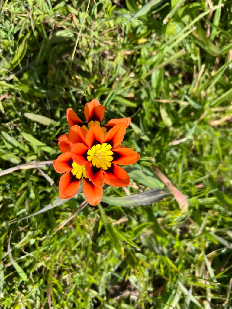 Sparaxis Tricolor