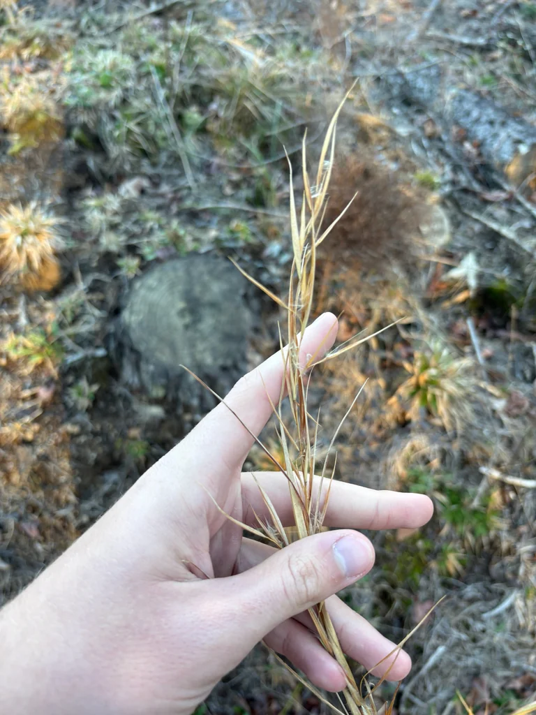 Andropogon Virginicus
