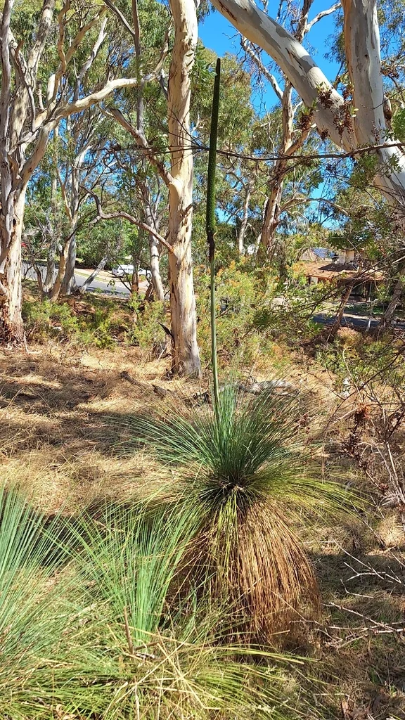 Xanthorrhoea Quadrangulata