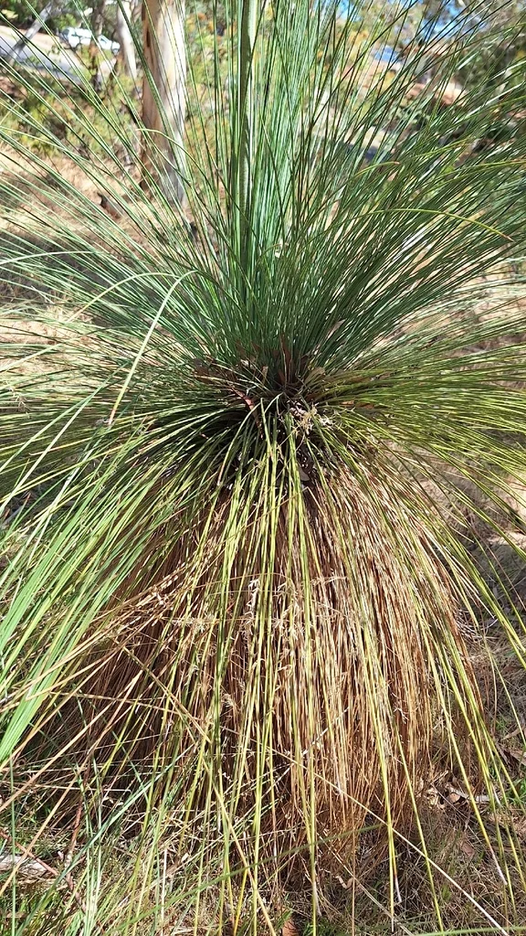 Xanthorrhoea Quadrangulata