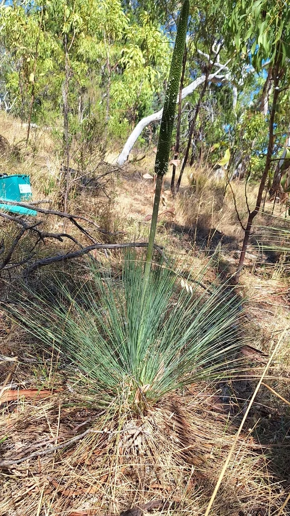 Xanthorrhoea Quadrangulata