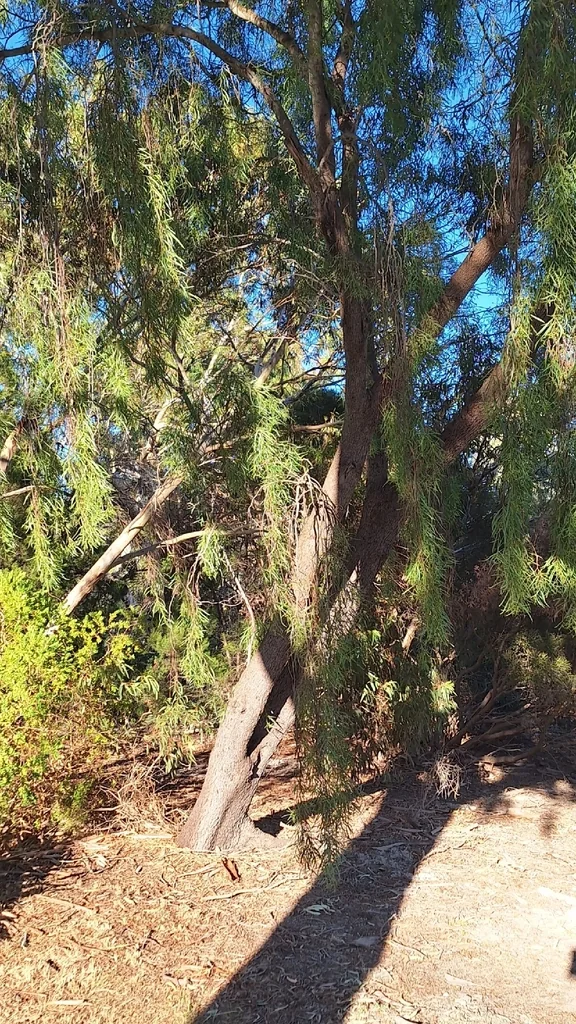 Acacia Salicina