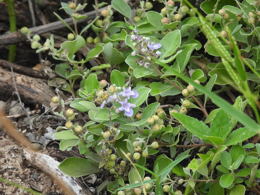 Vitex Rotundifolia