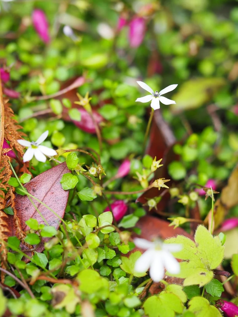 Pratia Angulata