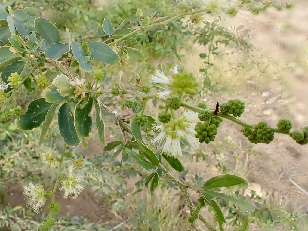 Pithecellobium Dulce