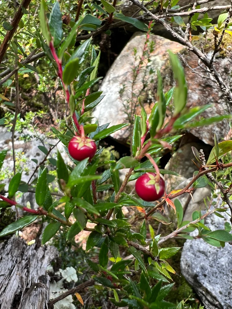 Gaultheria Mucronata