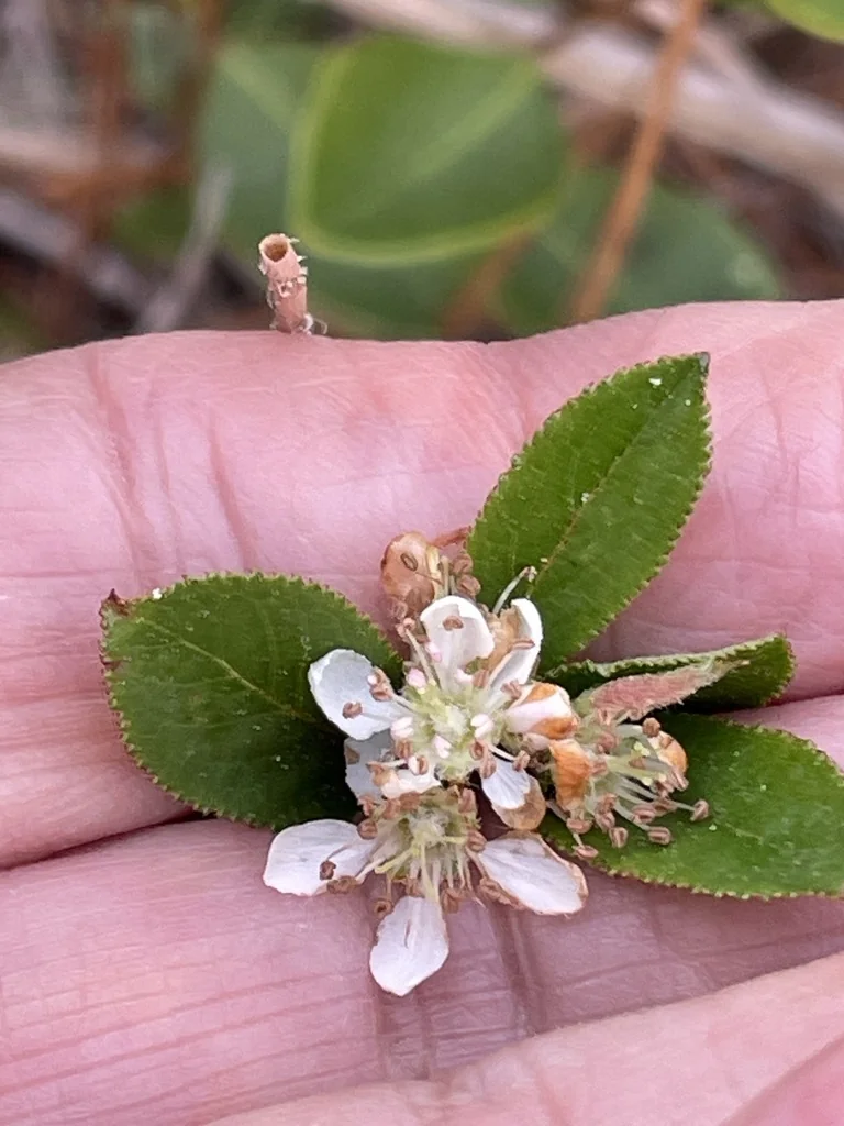 Aronia Arbutifolia