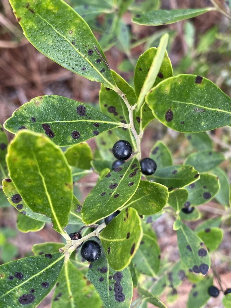 Ilex glabra