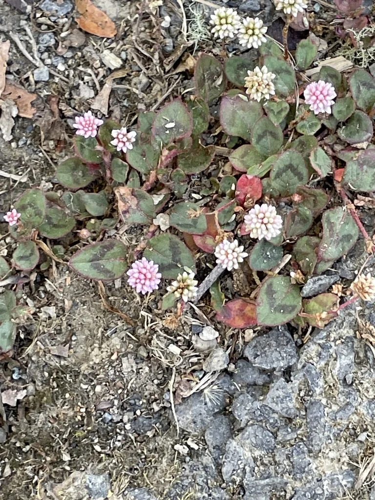Persicaria Capitata