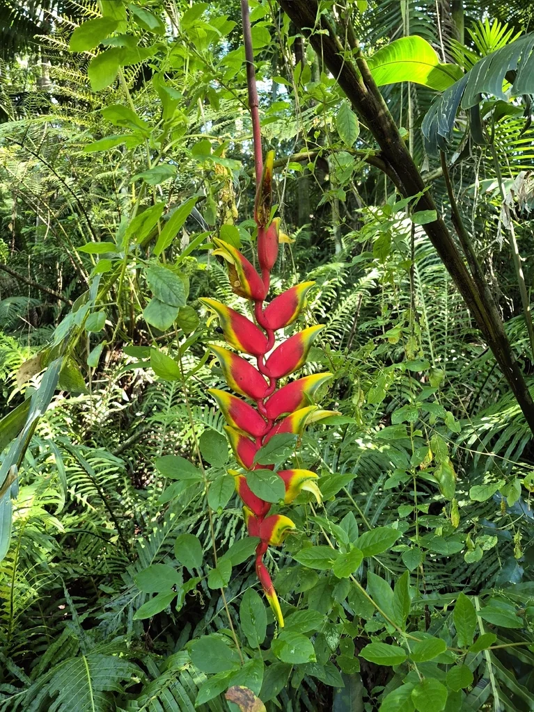Heliconia Rostrata