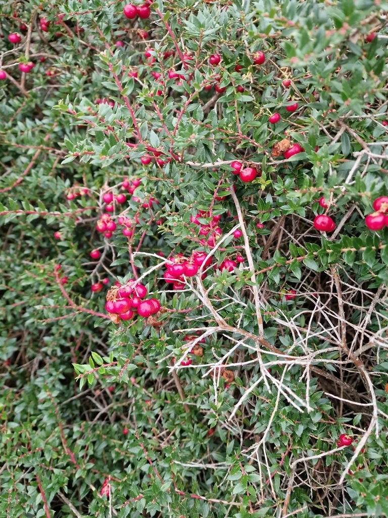 Gaultheria Mucronata