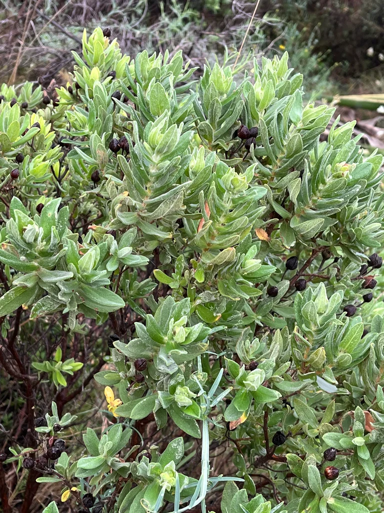 Cistus Albidus
