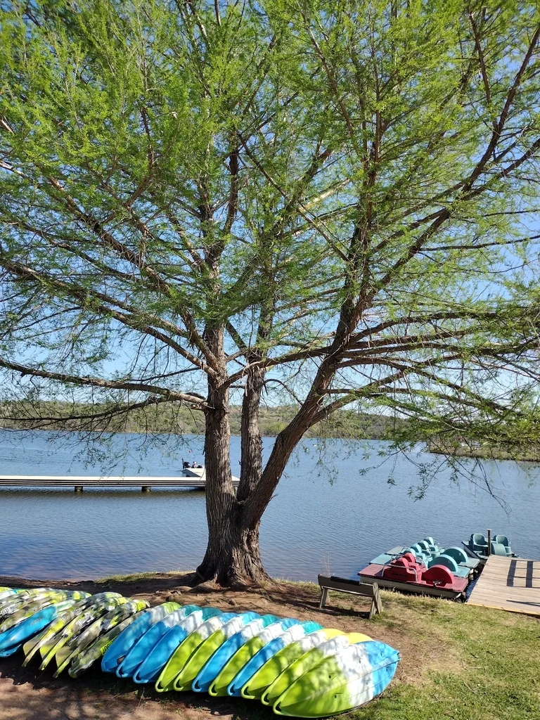 Taxodium Mucronatum