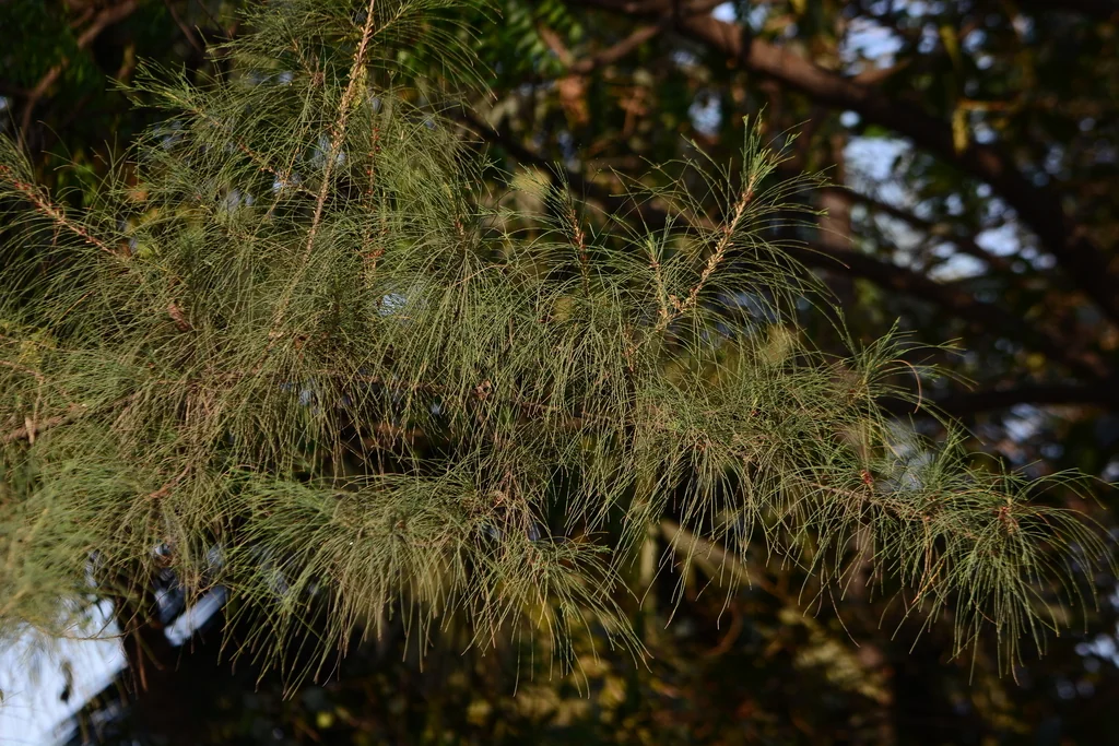Casuarina Equisetifolia