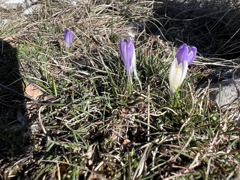 Crocus Vernus