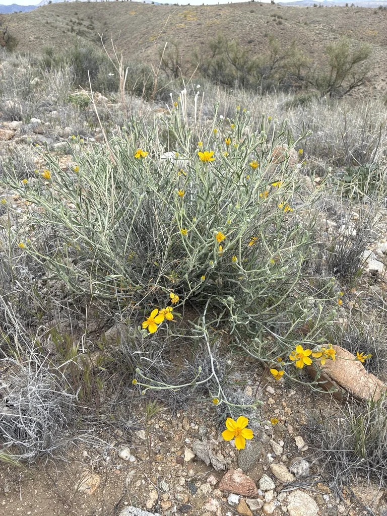 Psilostrophe Cooperi