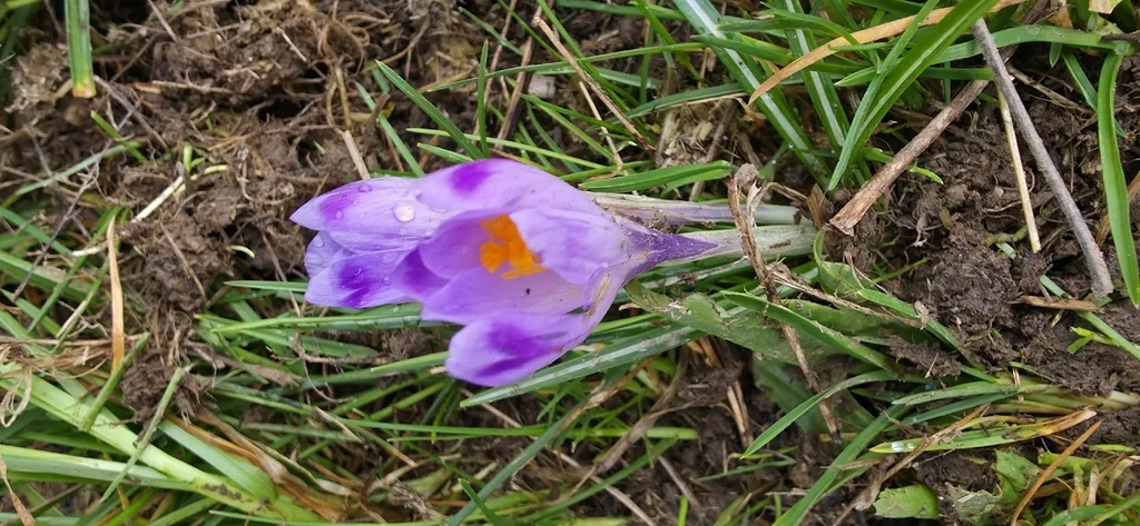 Crocus Vernus