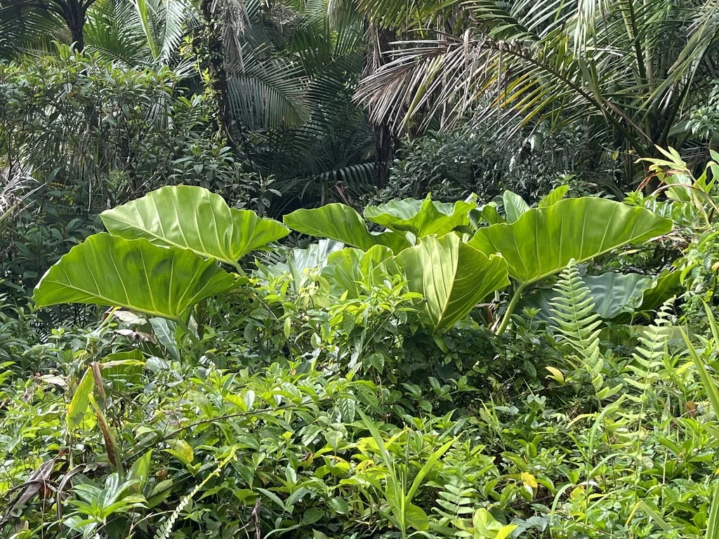 Philodendron Giganteum