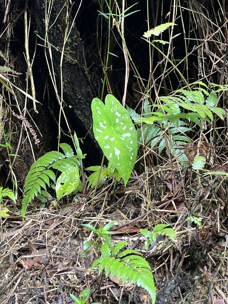 Caladium hortulanum