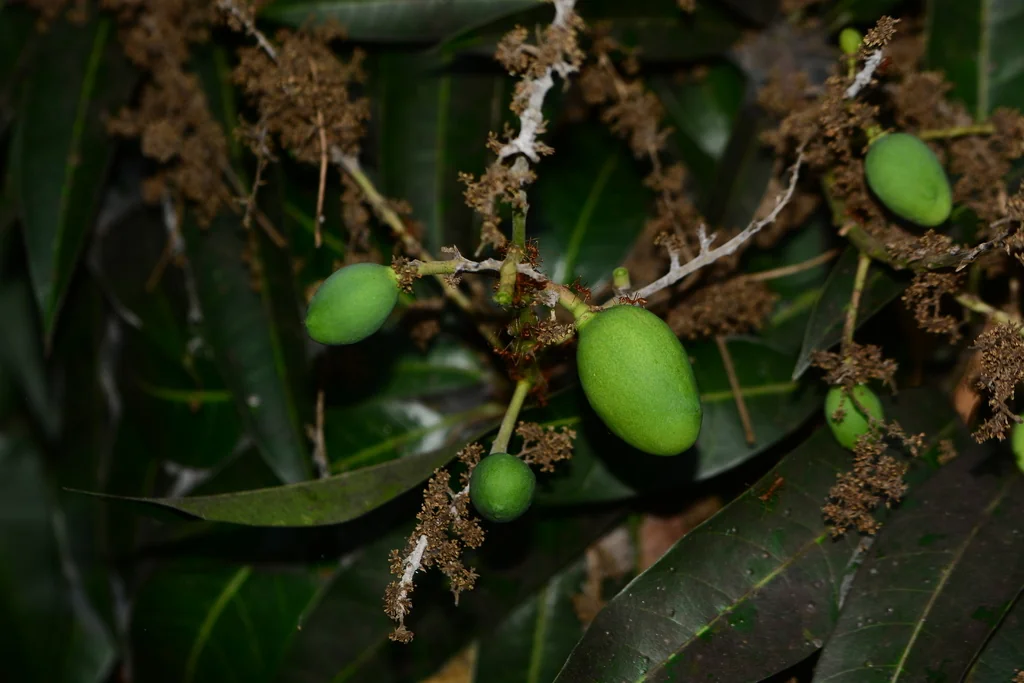 Mangifera indica