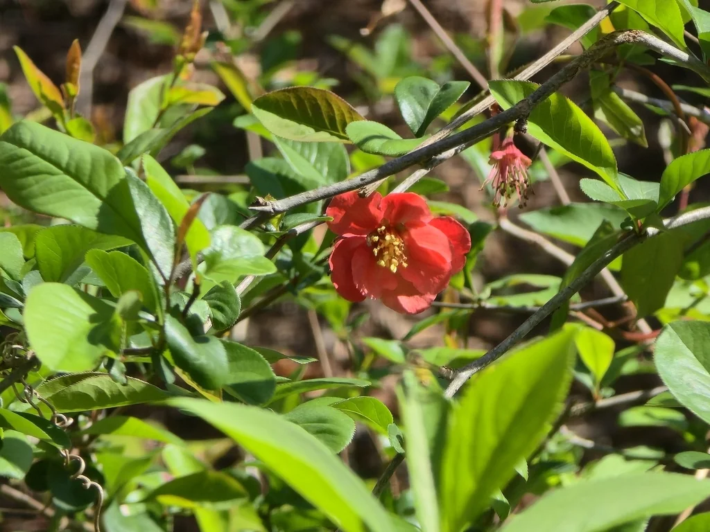 Chaenomeles speciosa