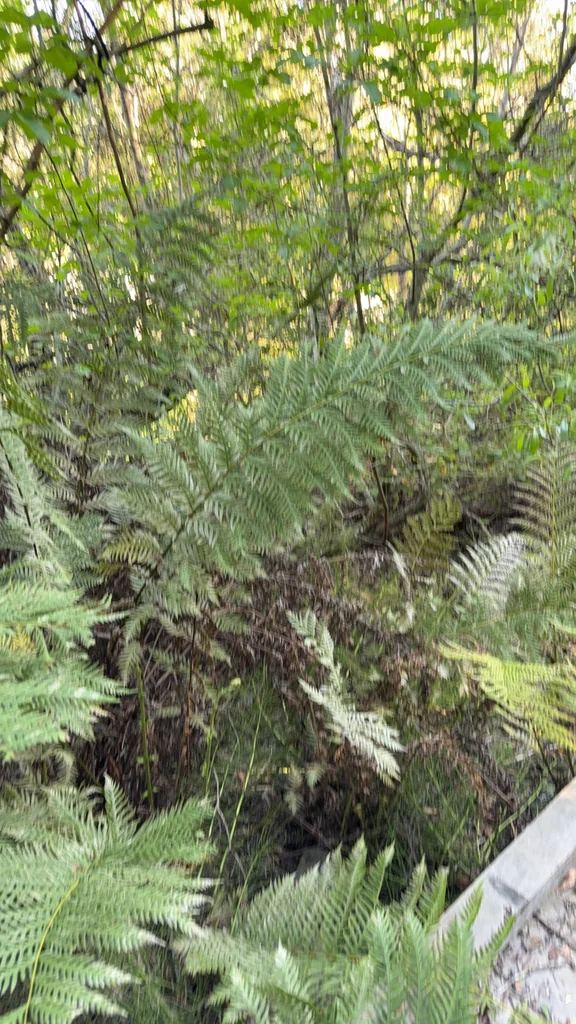 Woodwardia Fimbriata