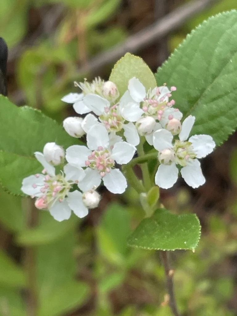 Aronia Arbutifolia