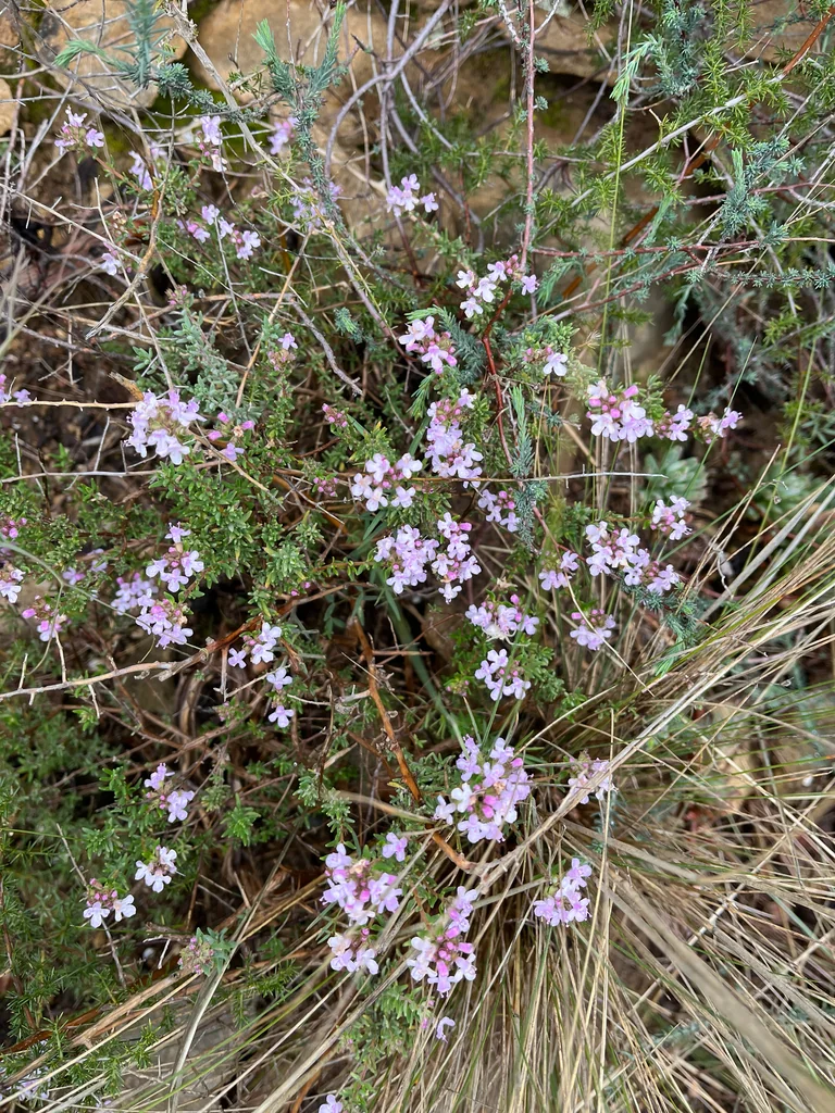 Thymus Vulgaris