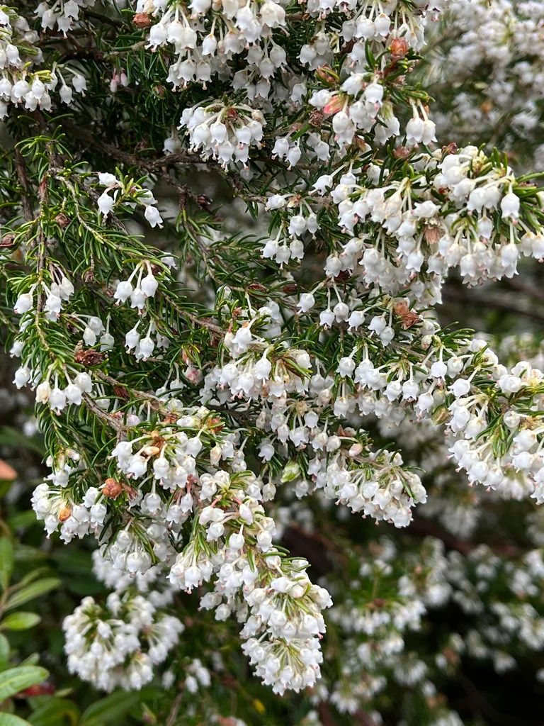 Erica Arborea