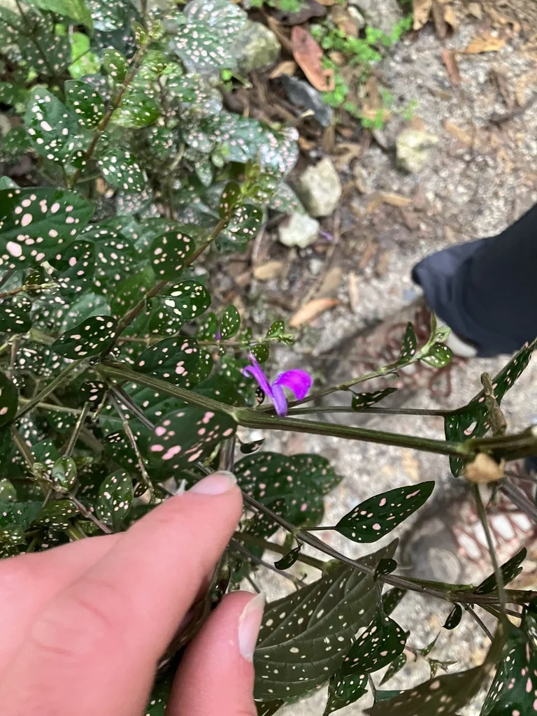 Hypoestes phyllostachya