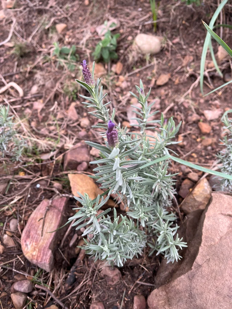 Lavandula Stoechas