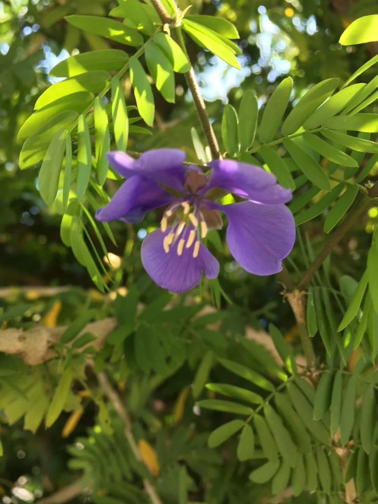 Guaiacum Coulteri