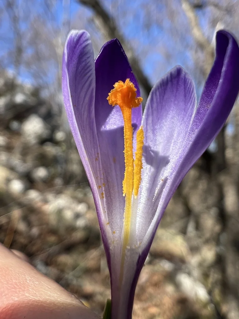 Crocus Vernus