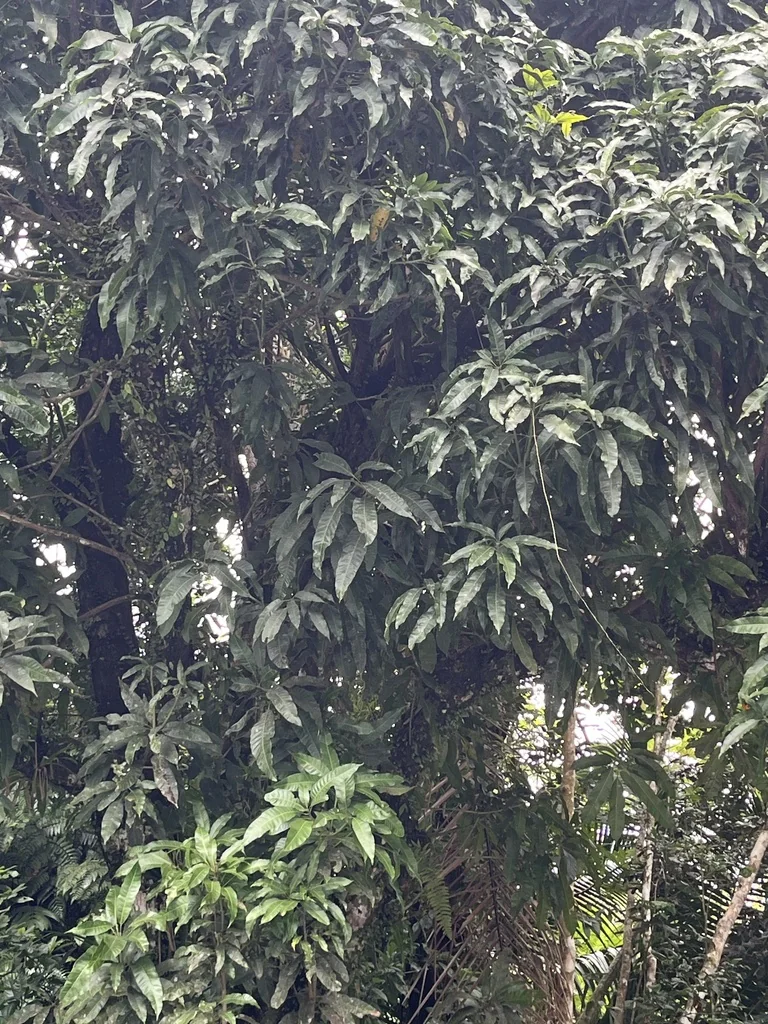 Mangifera indica