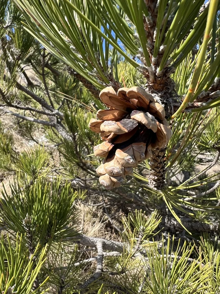 Pinus nigra