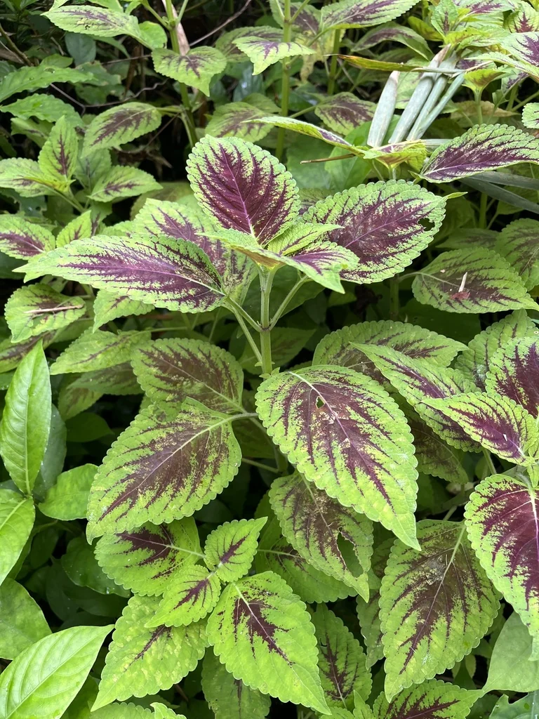 Coleus scutellarioides