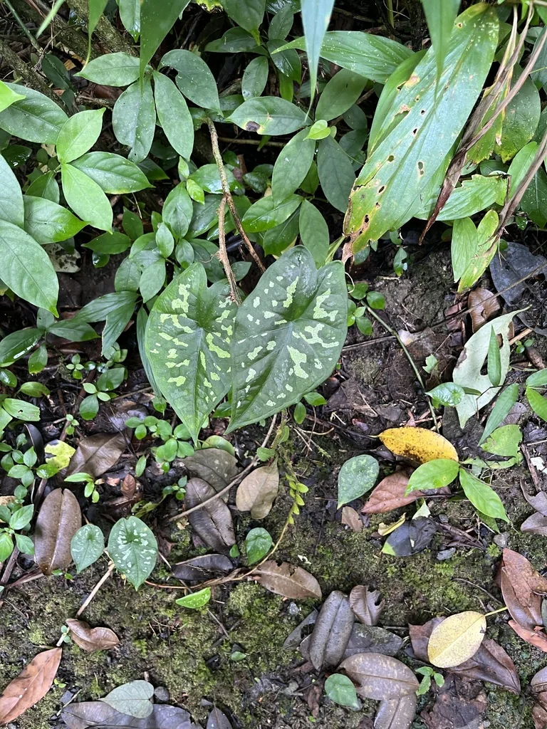 Caladium hortulanum