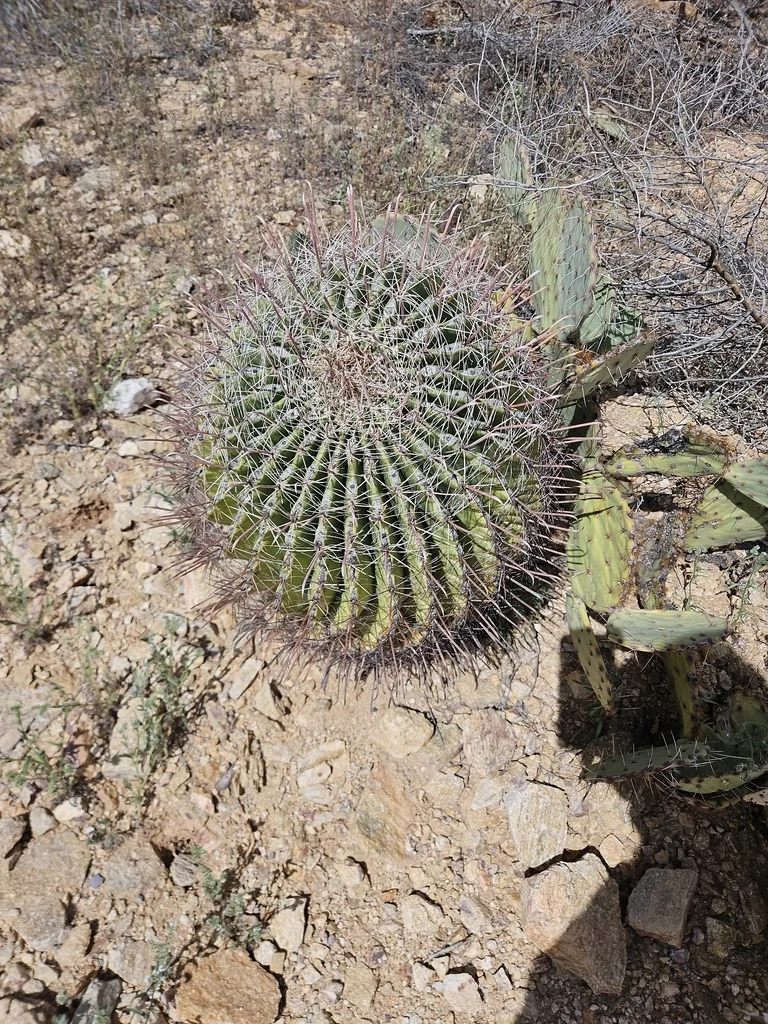 Ferocactus Wislizeni