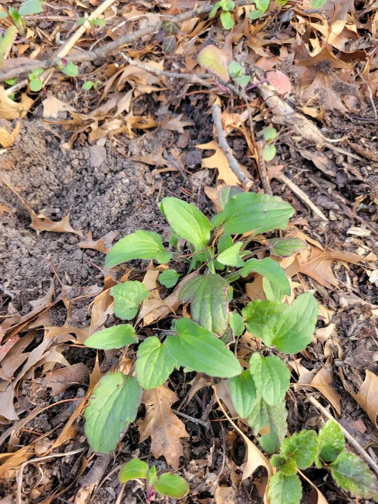Rudbeckia Fulgida