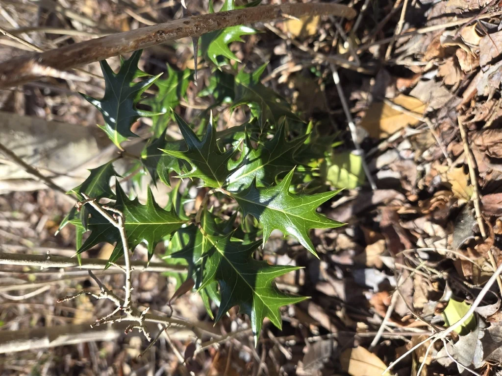 Osmanthus Heterophyllus