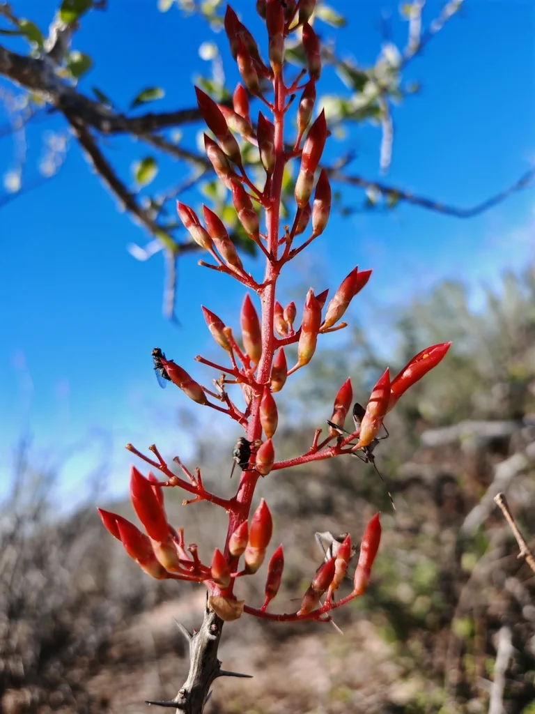 Fouquieria Diguetii