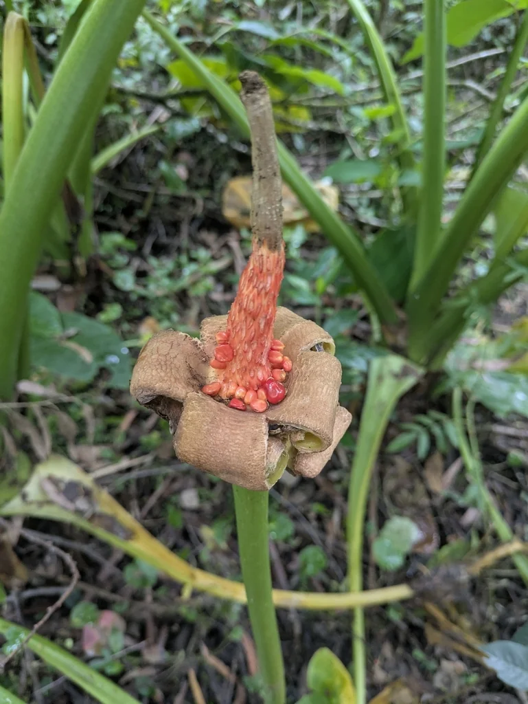 Alocasia amazonica