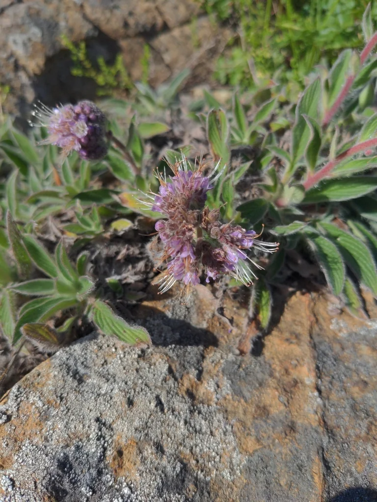 Phacelia Californica