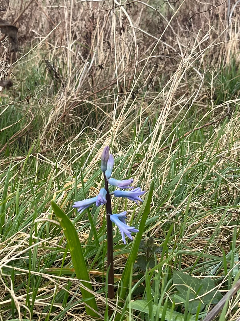 Hyacinthus Orientalis