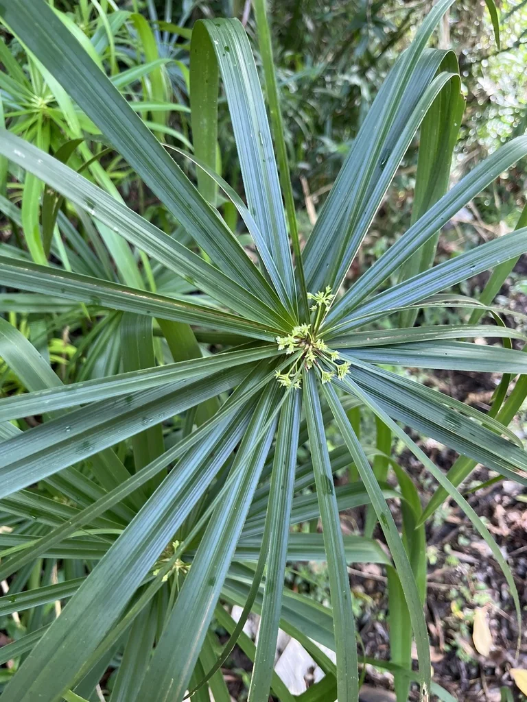 Cyperus Alternifolius