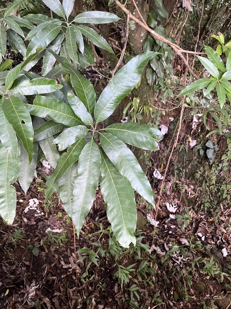 Mangifera indica