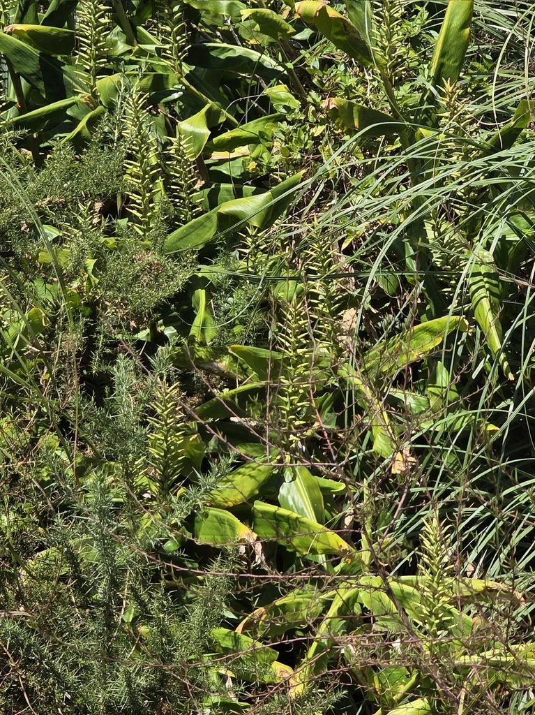 Hedychium Gardnerianum