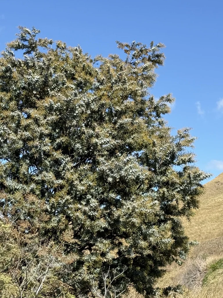 Acacia Baileyana